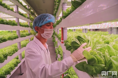中科院與福建三安合力打造全球最大植物工廠 知識產權服務的戰略支撐